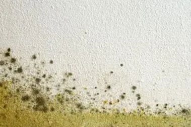 Professional Fife mold restoration services in WA near 98424
