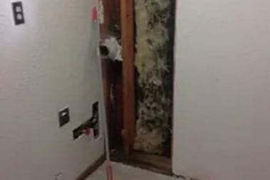 Eco-Friendly Buckley mold treatment in WA near 98321