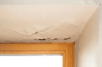 Orting mold on walls removal in WA near 98360