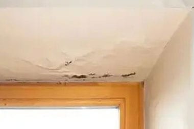 South Hill water damage clean up professionals in WA near 98373