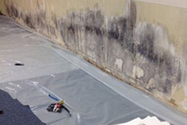 Shoreline Black Mold Removal