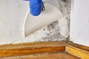 South Hill Mold Restoration Services
