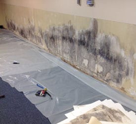 Sammamish Mold Remediation