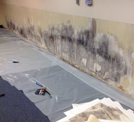 Sumner Mold Remediation